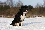 BORDER COLLIE 1131